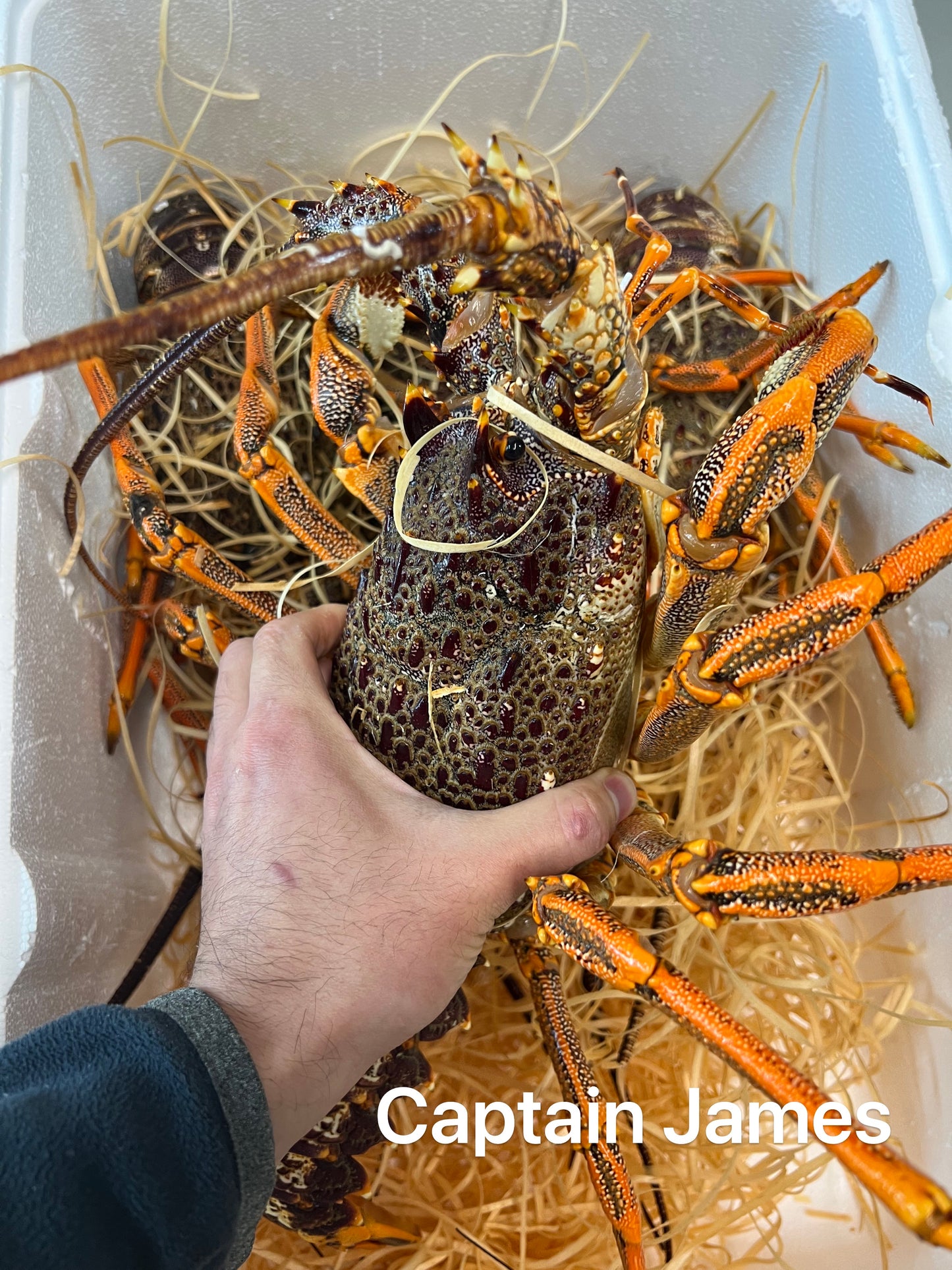 Live Crayfish per kg