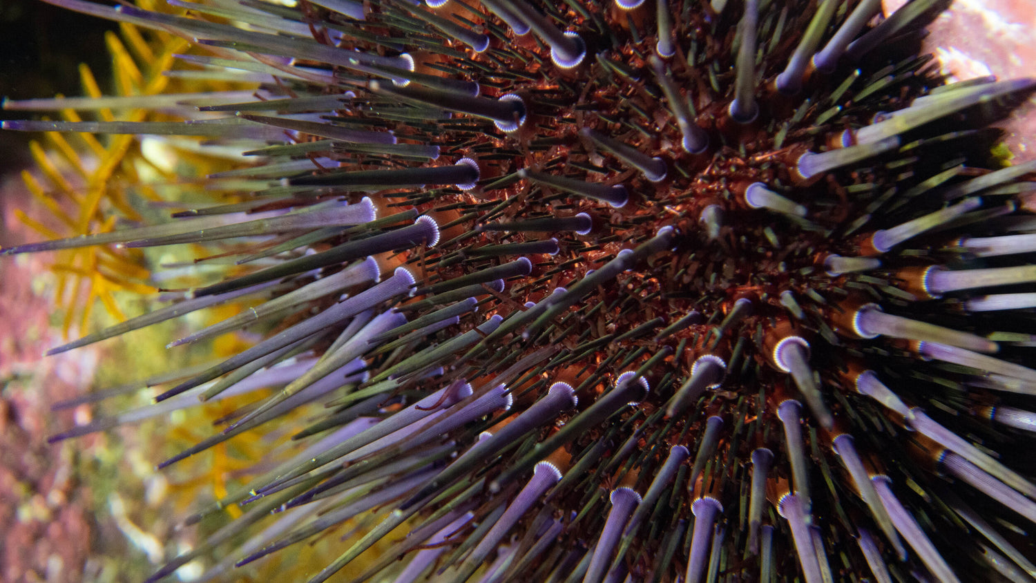 Premium wild caught Tasmania long-spined sea urchin 